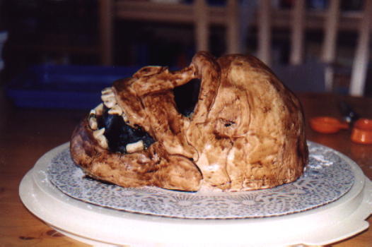 Fossilized Skull - Side View